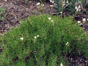 Arenaria grandiflora ssp grandiflora